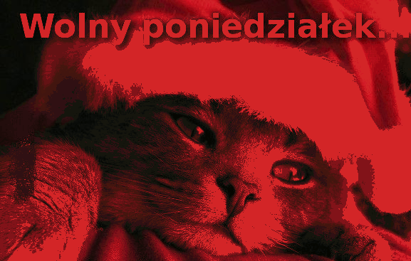 Kot w czapce mikołaja wolny poniedziałek